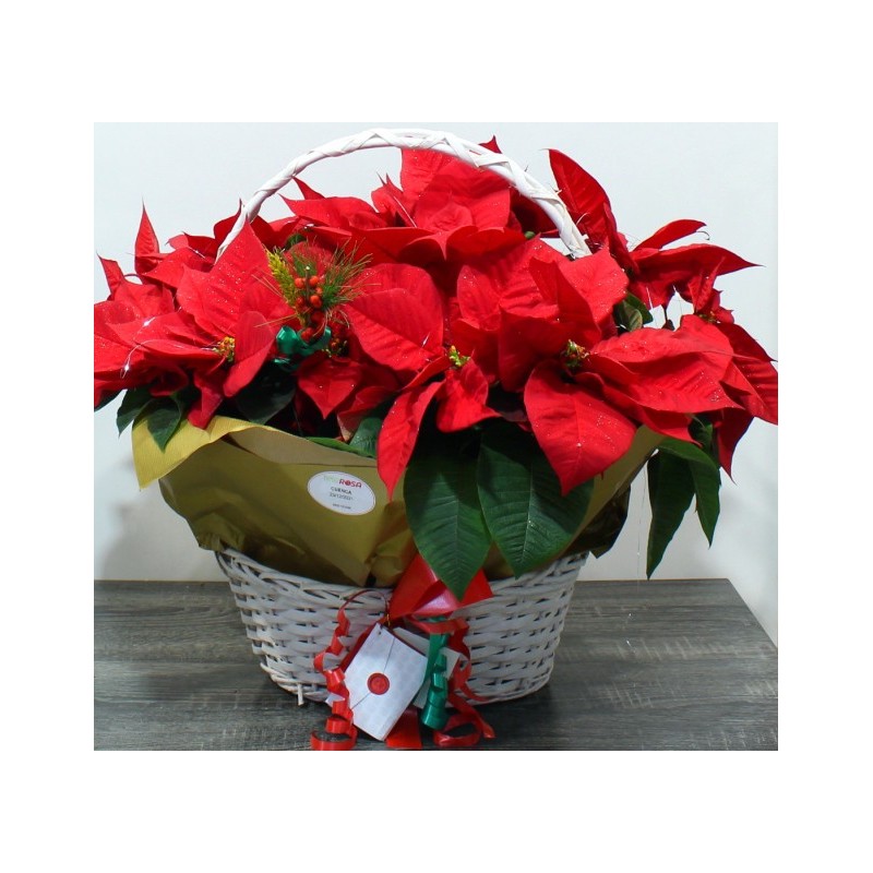 Christmas Basket Plants Poisenttia Free Delivery