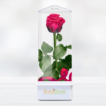 Rosa Eterna Preservada. Rosa para siempre. Entrega Gratis