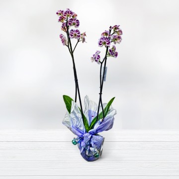 Phalaenopsis Orchid Buy Plants Florist Plants at home