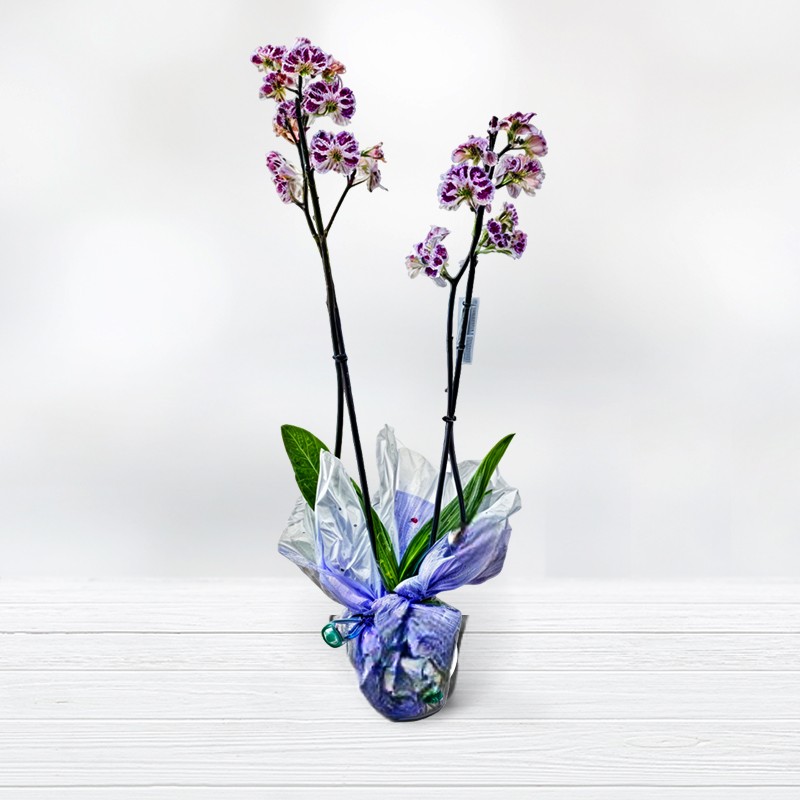 Orquídia Phalaenopsis Comprar Plantes Floristeria Plantes a domicili