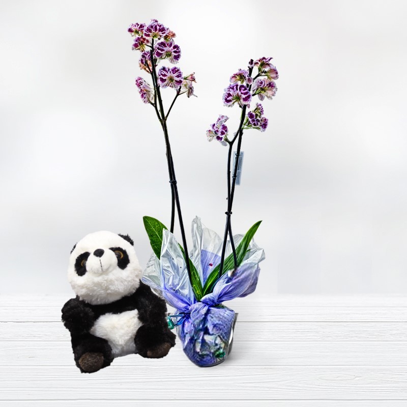 Comprar Orquidea con Oso Panda Regalar Panda y Planta de Orquídea