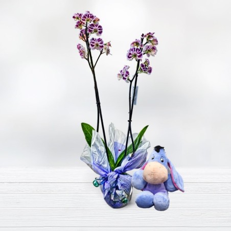 Orchid Phalaenopsis and plush disney Plant of Orchids at home