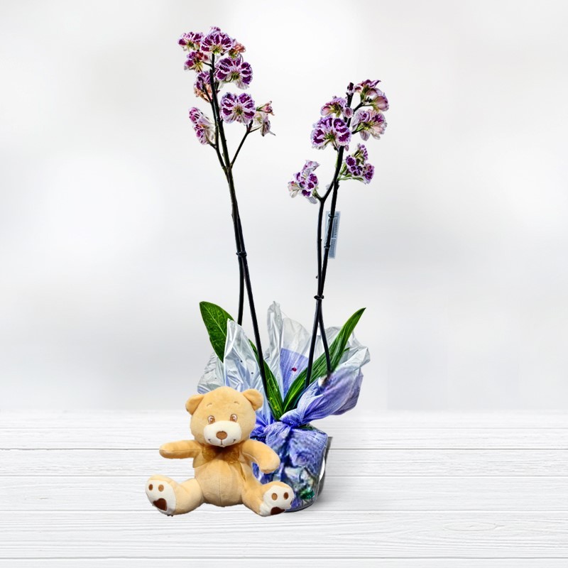 Buy Phalaenopsis Orchid and Plush Original Florist Gifts