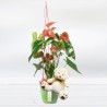 Buy Anthurium Flower heart Anthurium Plant with Teddy Bear at Home