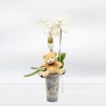 Phalaenopsis Orchid with Plush Online Florist Perfect Gift