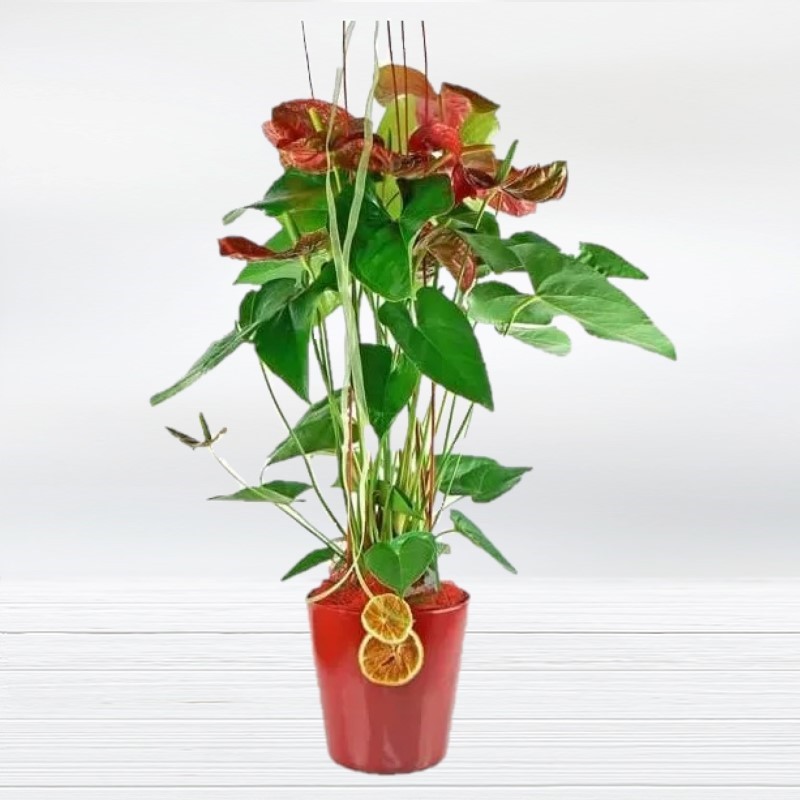 Planta d'Anthurium (Flor Cor) Lliurament gratuït