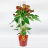 Anthurium Plant (Flower Heart) Free Delivery