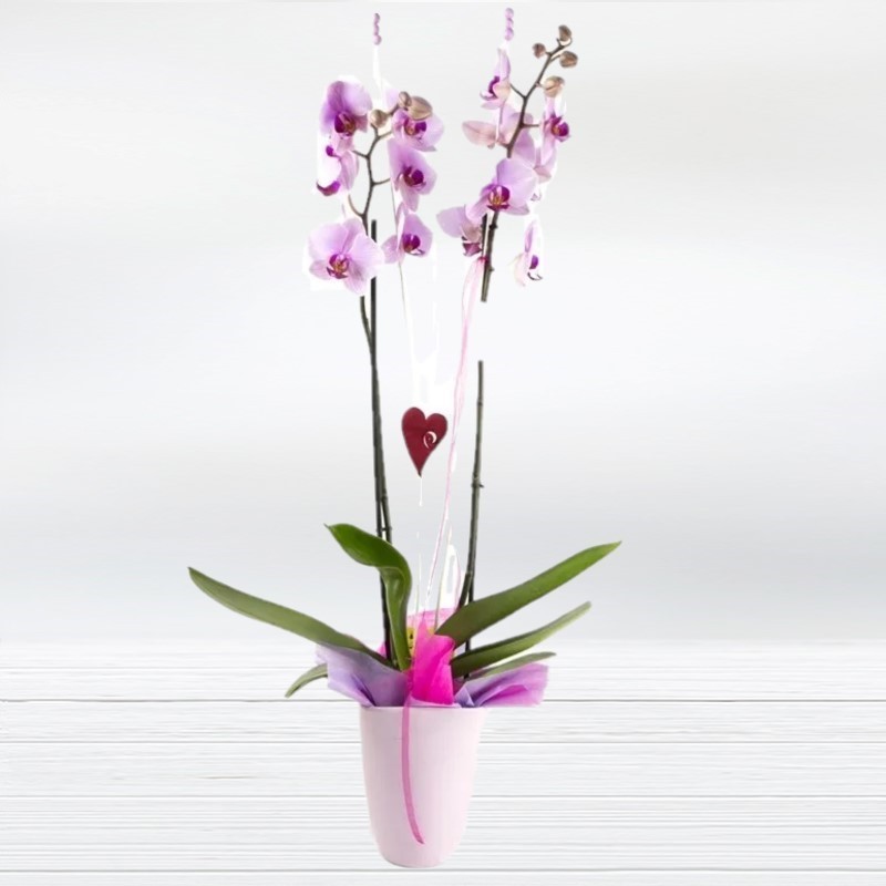 Phalaenopsis Orchid Orchid Plant Flowers Lovers Florist