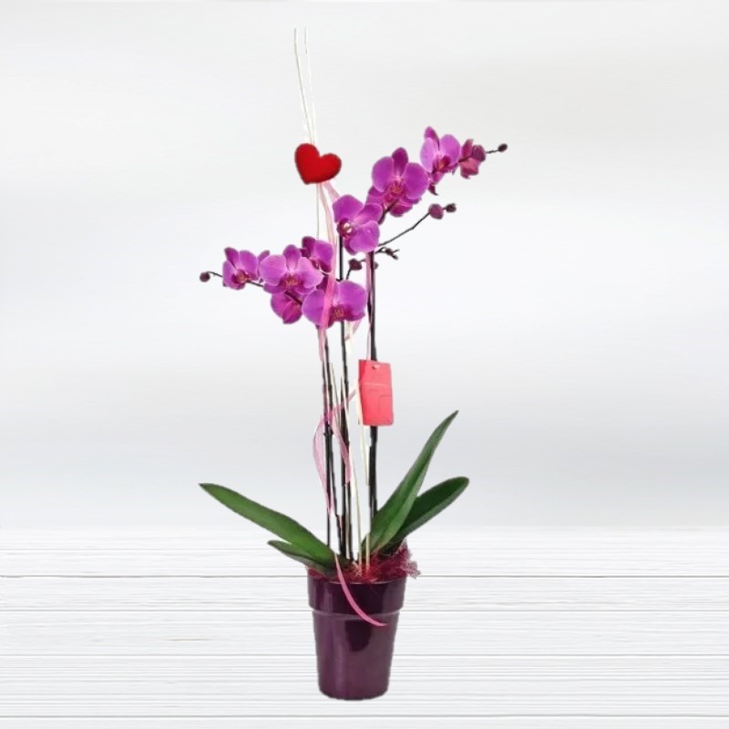 Enviar Planta Orquídia Phalaenopsis Comprar Regal de Planta amb Flor