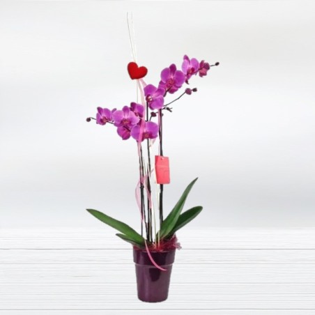 Enviar Planta Orquídea Phalaenopsis Comprar Regalo de Planta con Flor