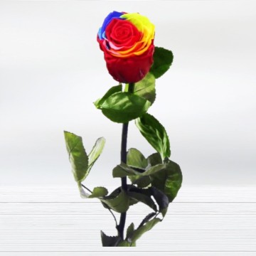 Rosa Eterna Multicolor Arcoiris. Rosas Rainbown Entrega Gratis
