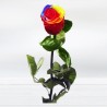 Eternal Multicolor Rainbow Rose. Rainbown Roses Free Delivery