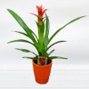 Bromeliad Vriesia Tropical Plant Florist Bromeliad Free Shipping