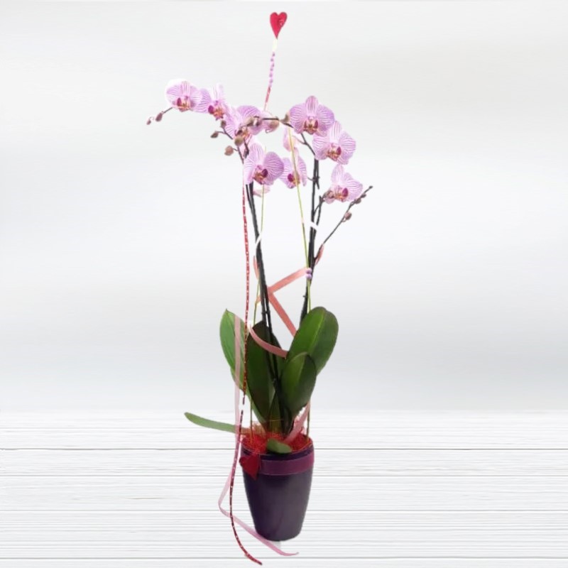 Orquídies - Regala una Orquídia Floristeria original amb Enviament Gratis