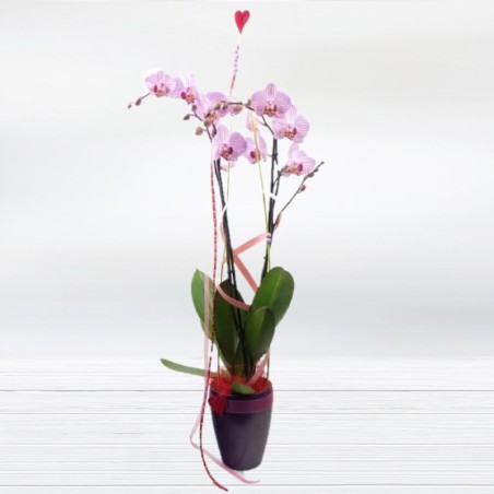 Orchids - Give an original Florist Orchid with Free Shipping