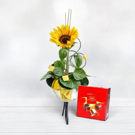 Comprar Girasol Regalar Girasoles y Bombones florestore Envío Gratis