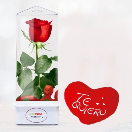 Preserved Eternal Rose Valentine Teddy Cheap Florist