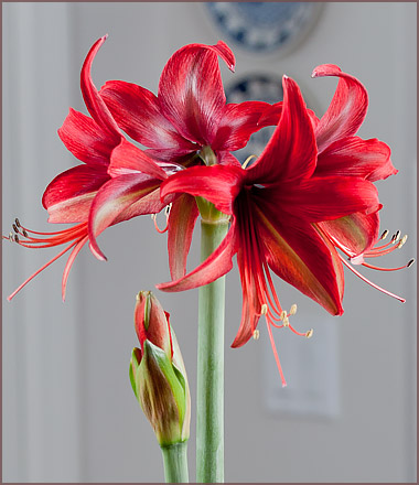 Regalar amaryllis la Reina de África - Florestore