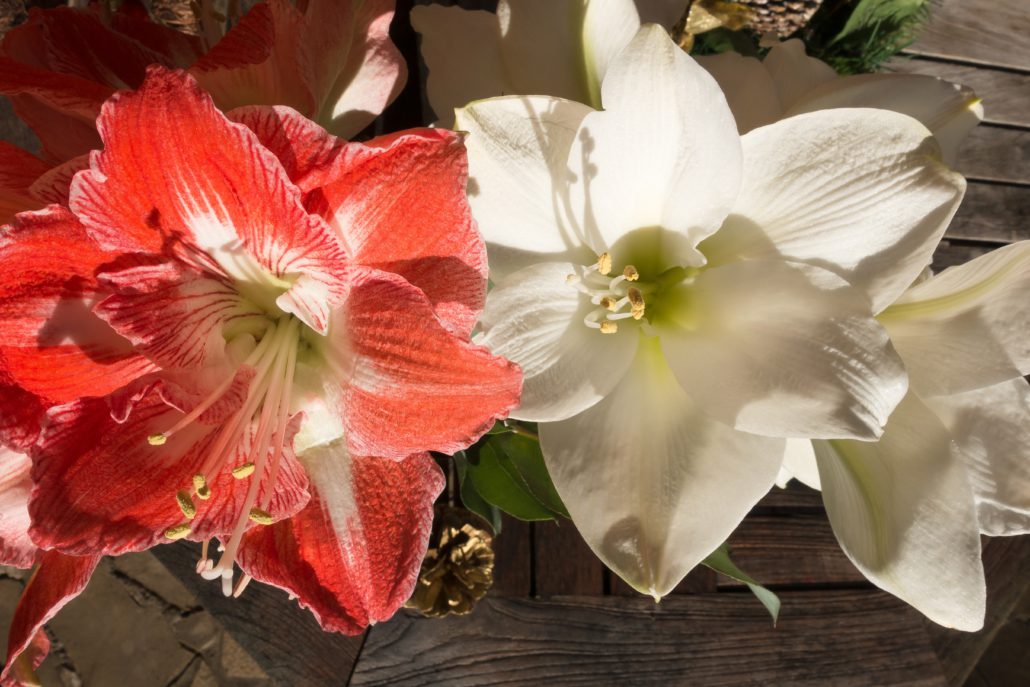 Enviar amaryllis a domicilio Flor del mes - FloreStore