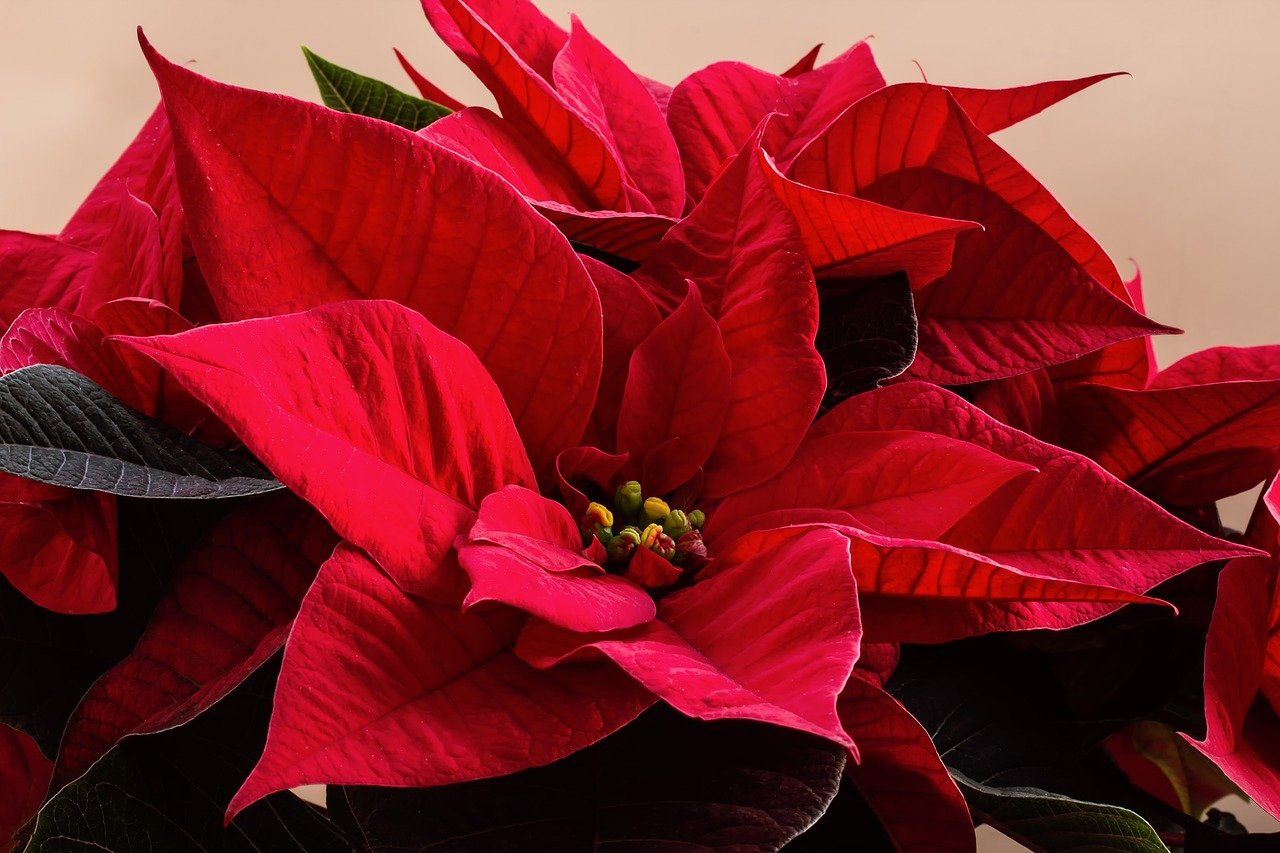 CÓMO CUIDAR LA POINSETTIA Cuidados Y Mantenimiento - Florestore